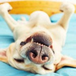 https://www.4patas.com.co/perros/comportamiento/articulo/que-dice-la-forma-de-dormir-de-mi-perro/4683